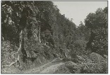 Sebuah jalan melintas hutan alam Koto Baru pada 1903 (Sumber foto: KITLV Leiden)