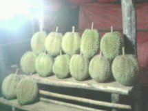 durian koto alam