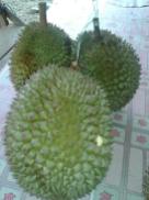 Durian Koto Alam
